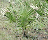 Picture of Saw Palmetto Plant