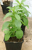 pic-stevia-plant