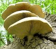 pic-oyster-mushrooms