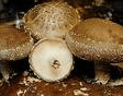 pic-shitake-mushroom