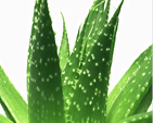 Aloe Vera Plant Picture