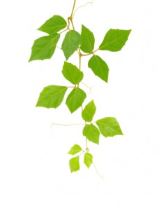 Herbs for Natural Lozenges