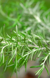 Rosemary Herb