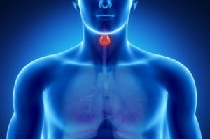 Man's Thyroid Gland