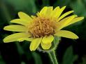 anica yellow flower
