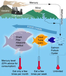 Fish food chain and mercury